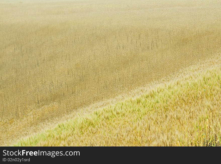 Summer is coming, the wheat turn yellow. Summer is coming, the wheat turn yellow