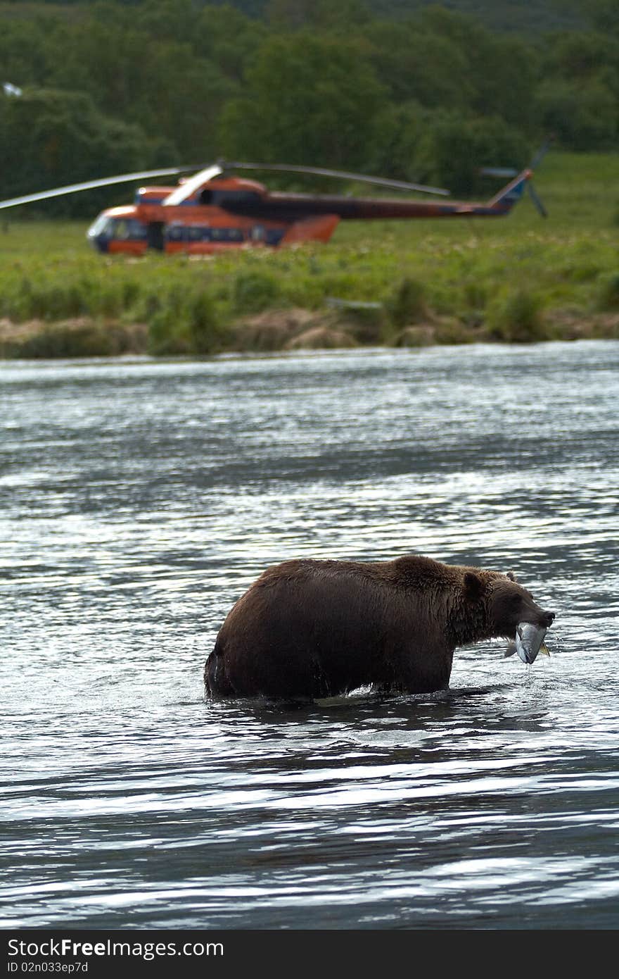 Brown bear, Kamchatka