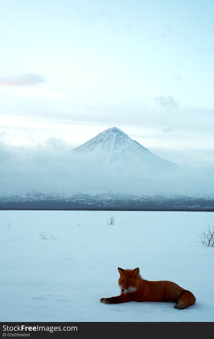 Winter loneliness, the fox life