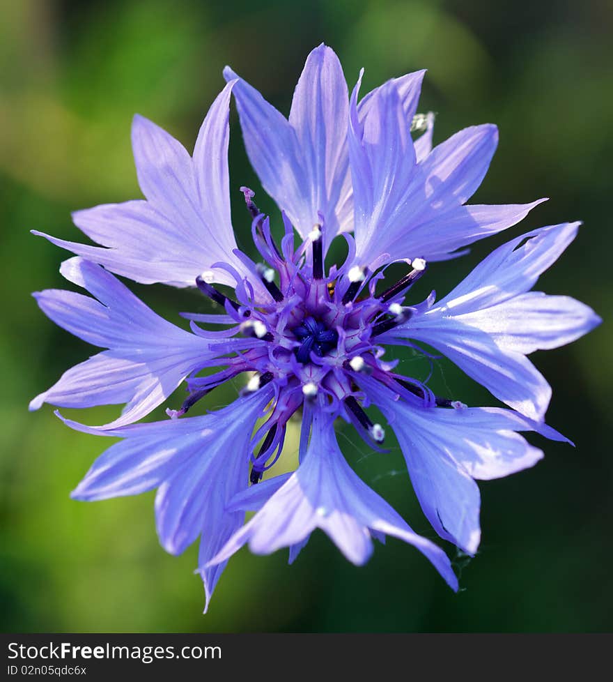 Blue single cornflower on green cereal's background