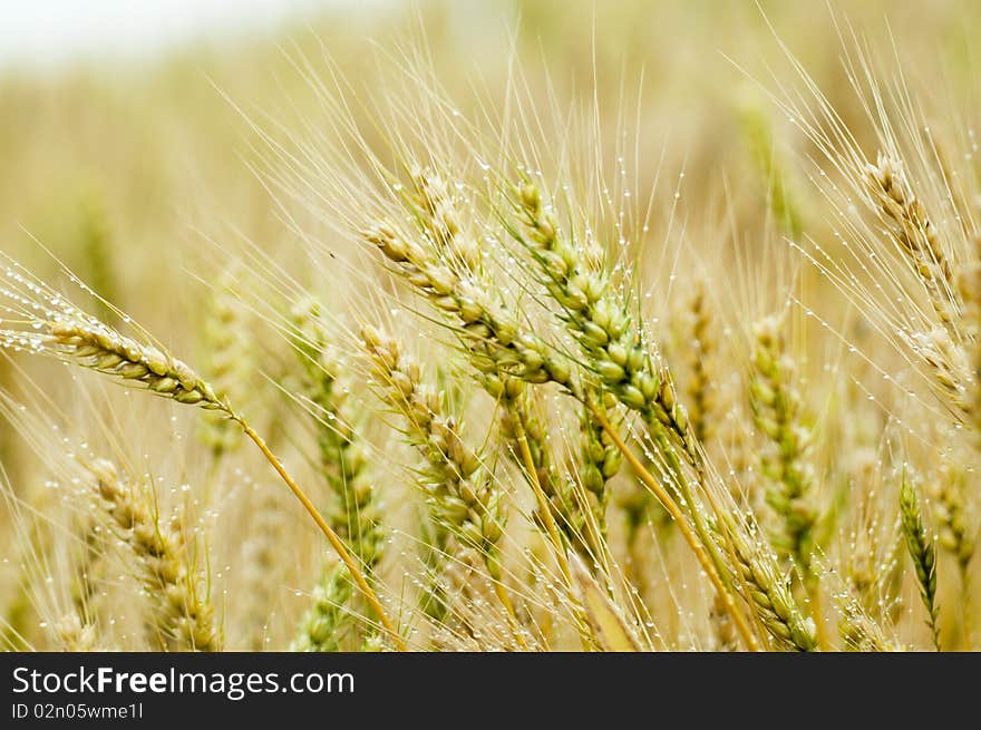 The wheat with blur background