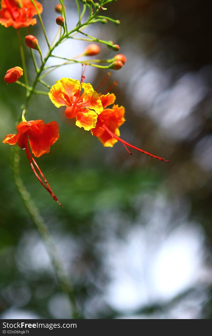 Flowering in the sun