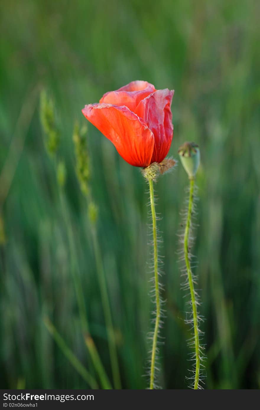 Wild poppy