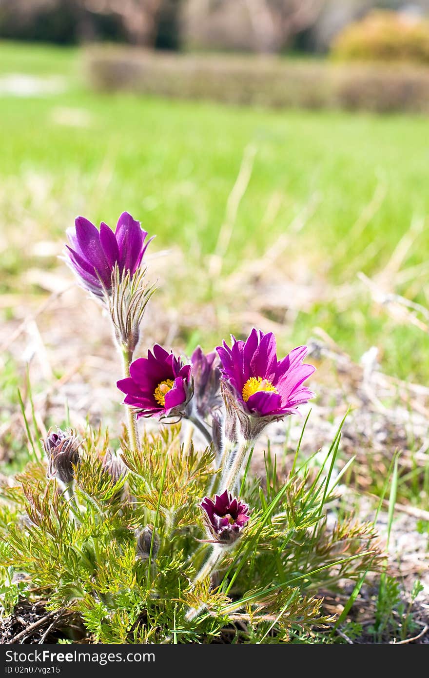 Close-up of Purple Pulsatilla