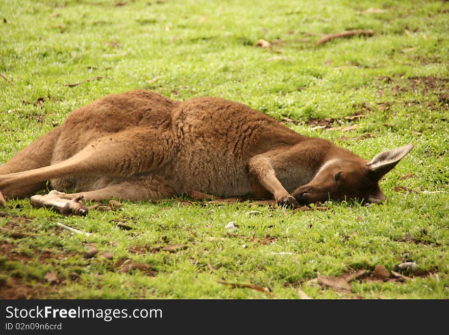 Picture of a sleeping's kangaroo