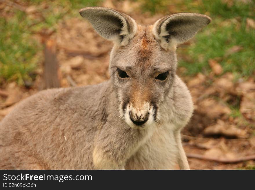 Picture of the head of a kangaroo