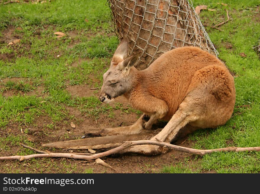 Picture of a kangaroo near a tree