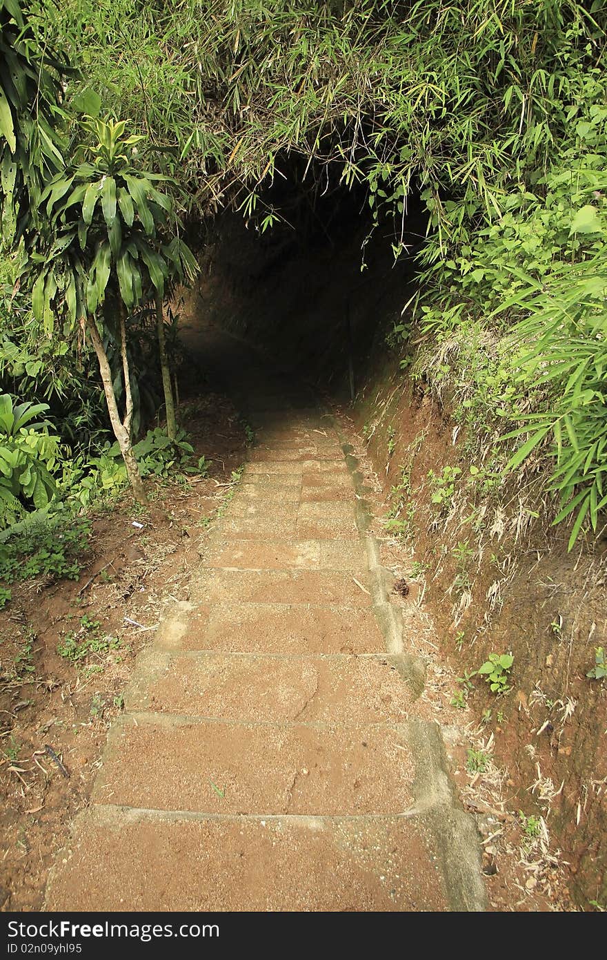 The forest walk that resembles a tree tunnel. The forest walk that resembles a tree tunnel.