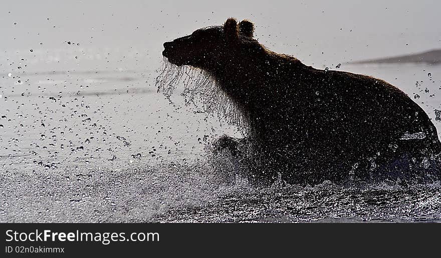 The Brown Bear