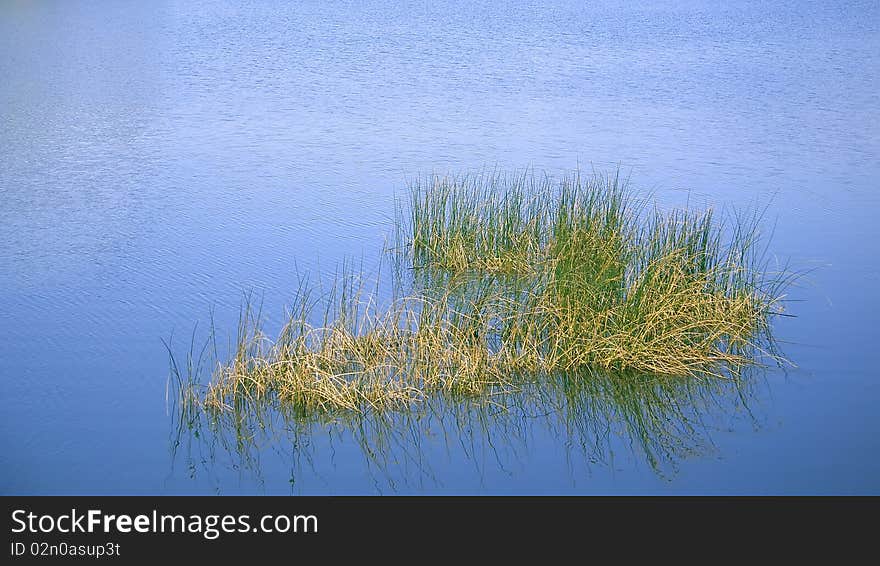 Water plants. Grass in lake water