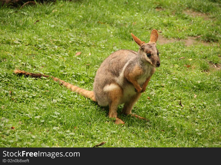 Picture of a wallaby in a park