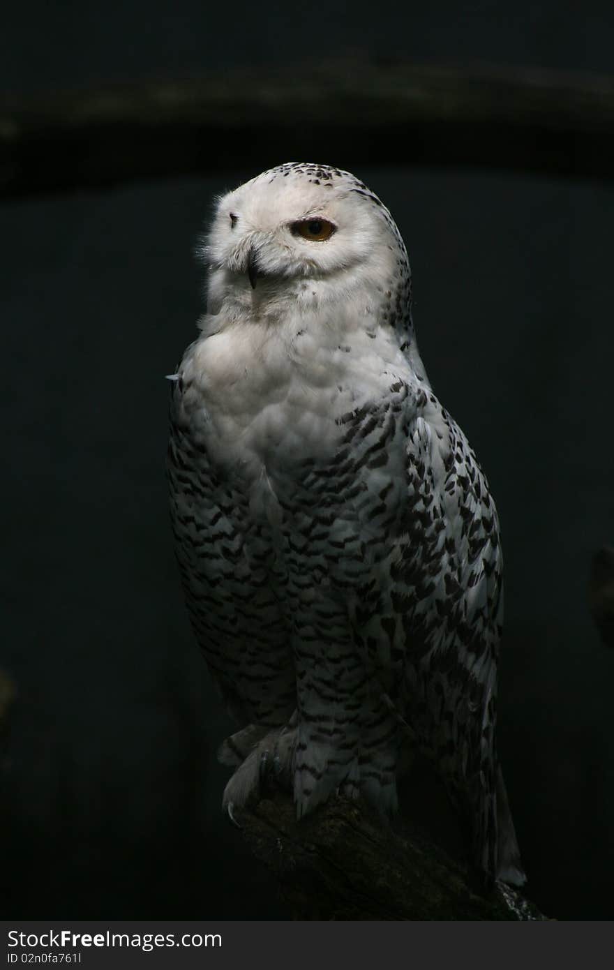 Snow Owl