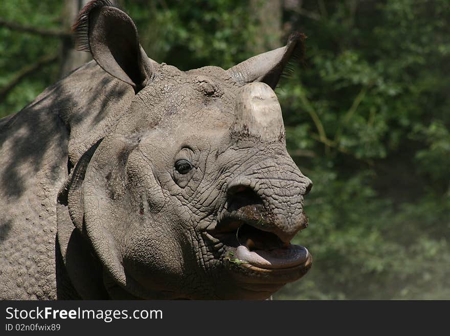 Close-up of a plated rhinoceros