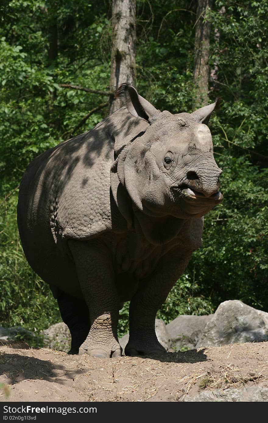 Plated rhinoceros standing in a zoo