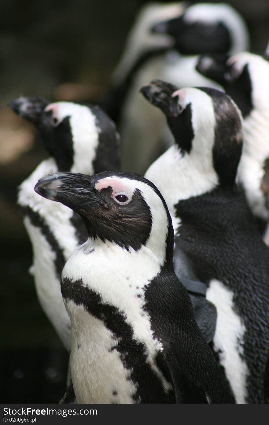 A group of penquins standing together