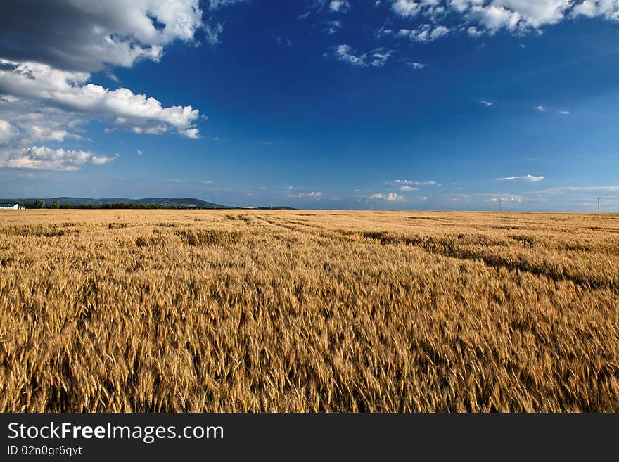 Fields of gold