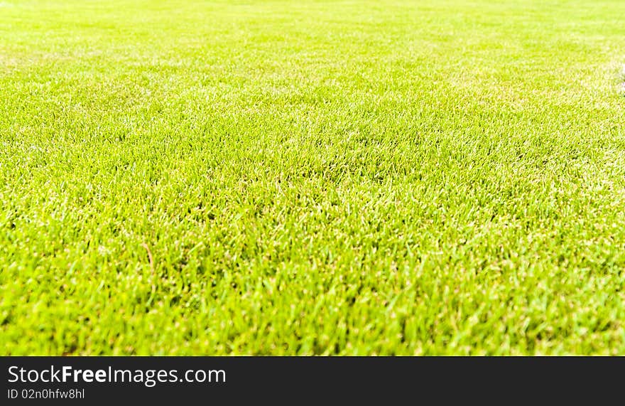 This photo shows the grass