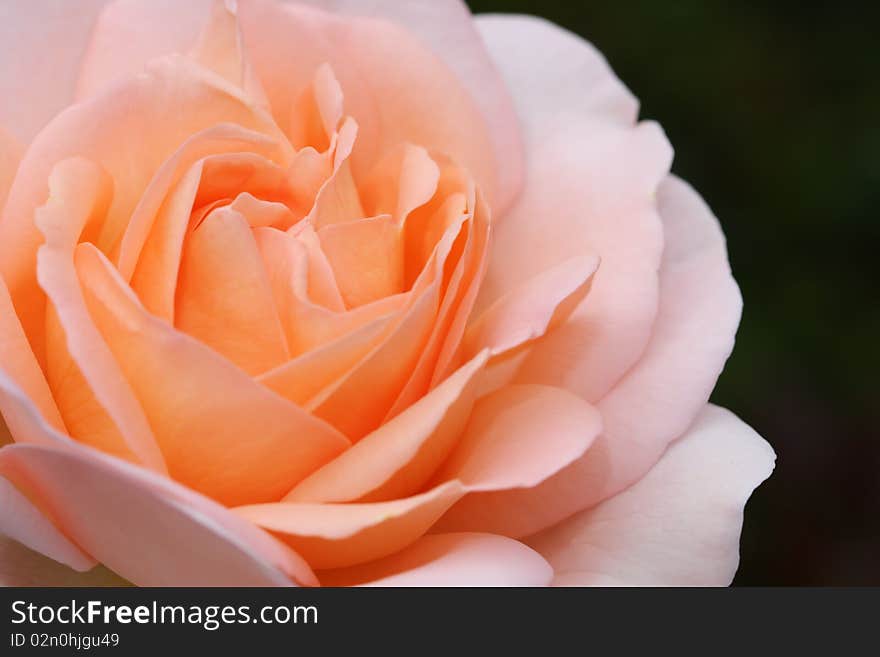 Apricot coloured Rose with black background