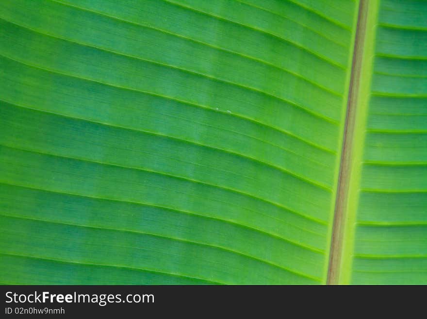 Texture banana leaf close up. Texture banana leaf close up