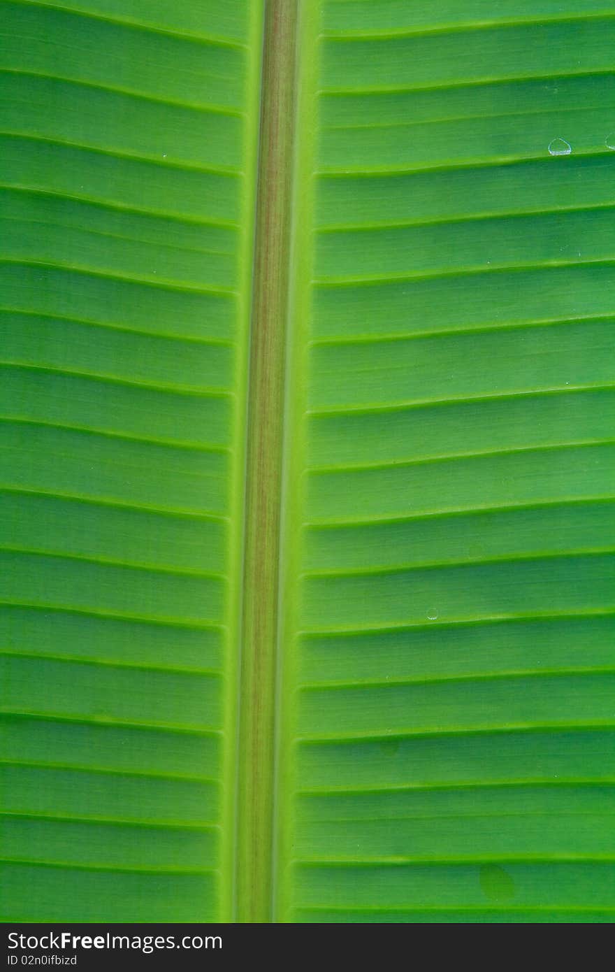 Textrue Of Banana Leaf