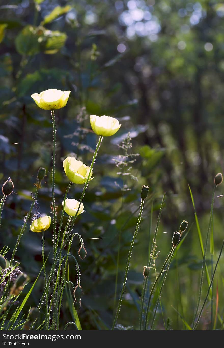 Yellow Poppies