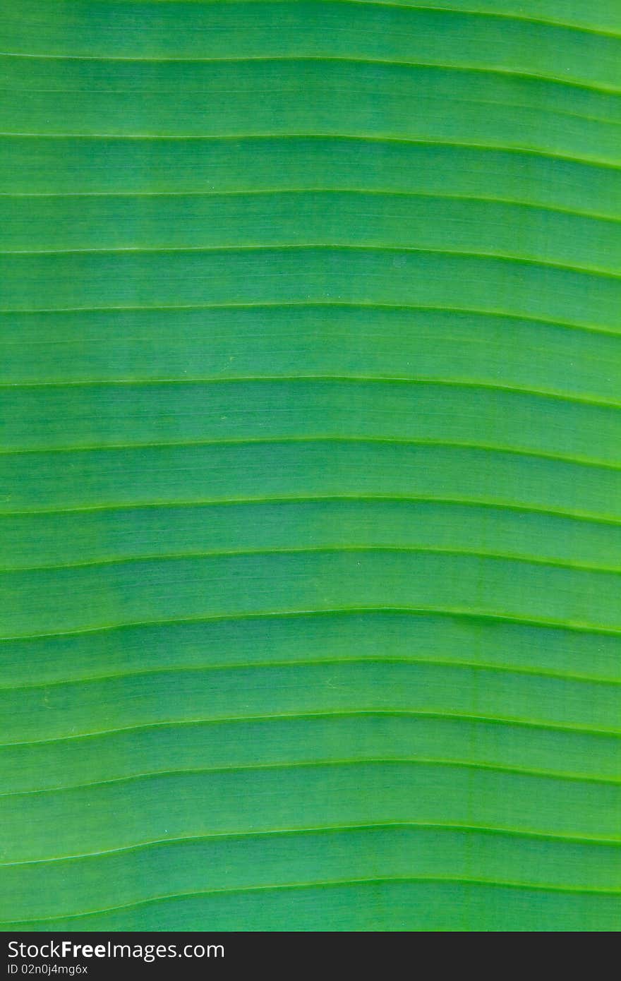 Textrue Of Banana Leaf