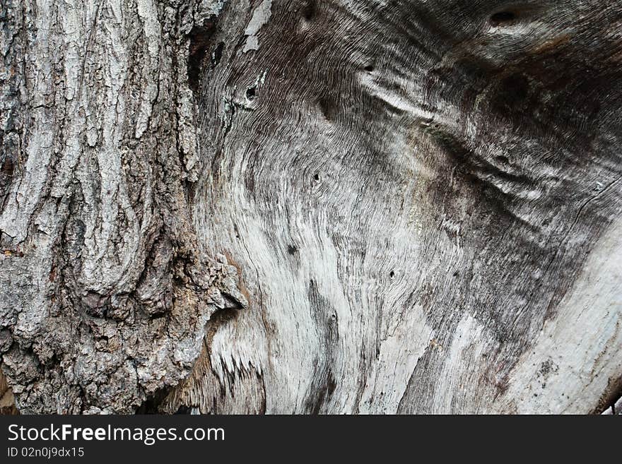 Texture Wood