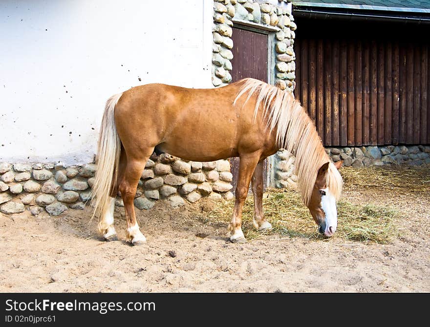 Brown horse with golden mane feeding. Brown horse with golden mane feeding.