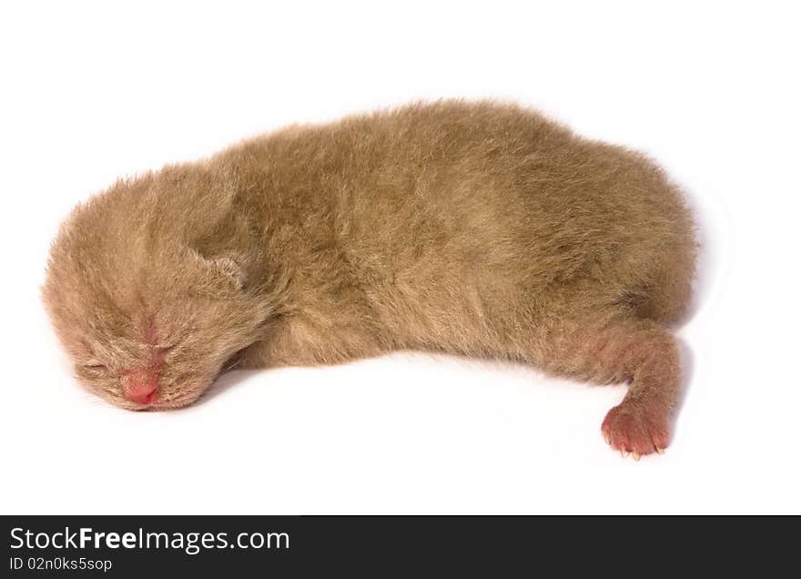 Lilac new-born kitten on white background