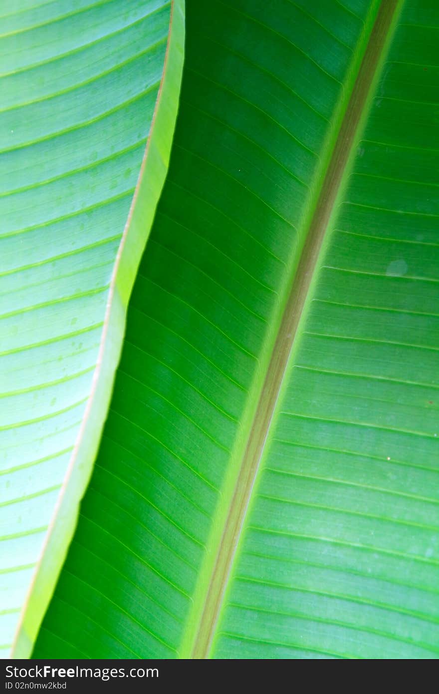 Textrue Of Banana Leaf