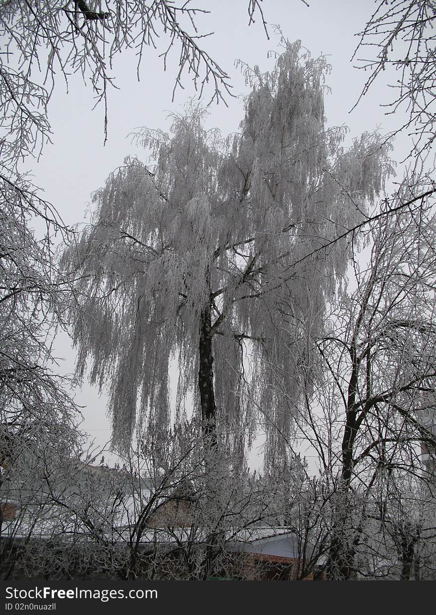 Winter tree in hoarfrost, snow, winter