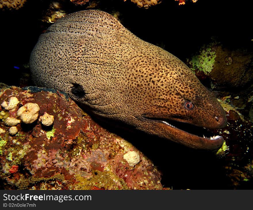 Giant moray