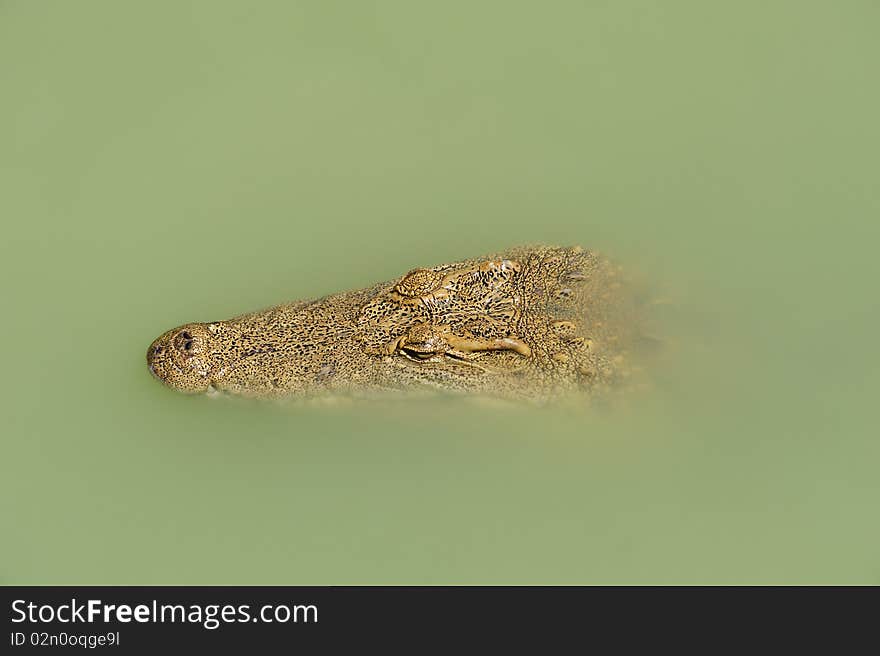 Crocodile Head