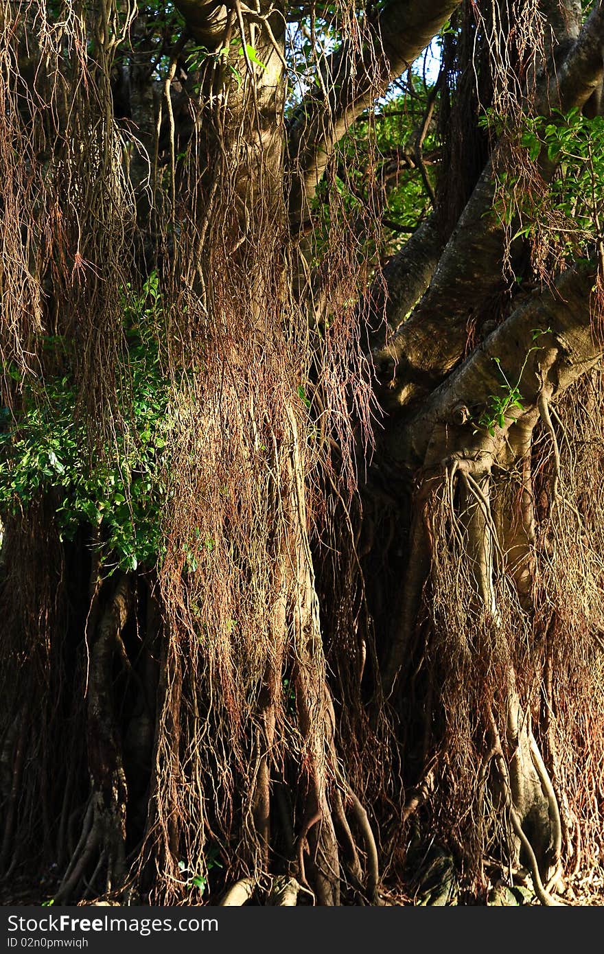 Rainforest Tree