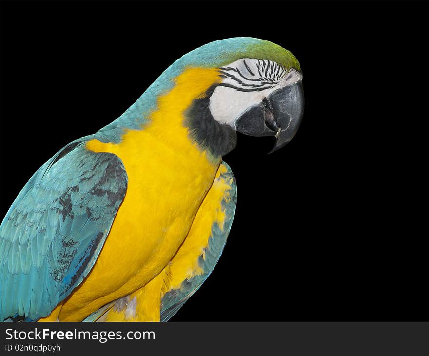 A colorful parrot laughing isolated over black background. A colorful parrot laughing isolated over black background