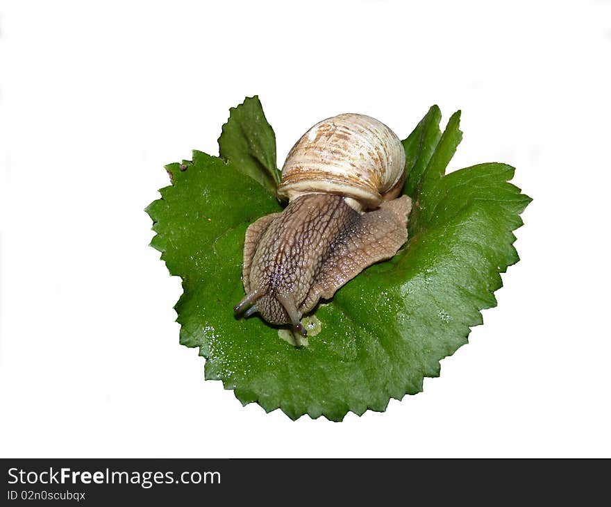 Cameo-shell slowly moving on the foliage leaf