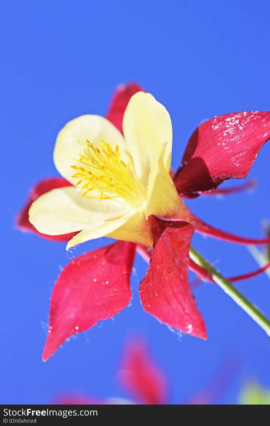 Aquilegia on a blue background