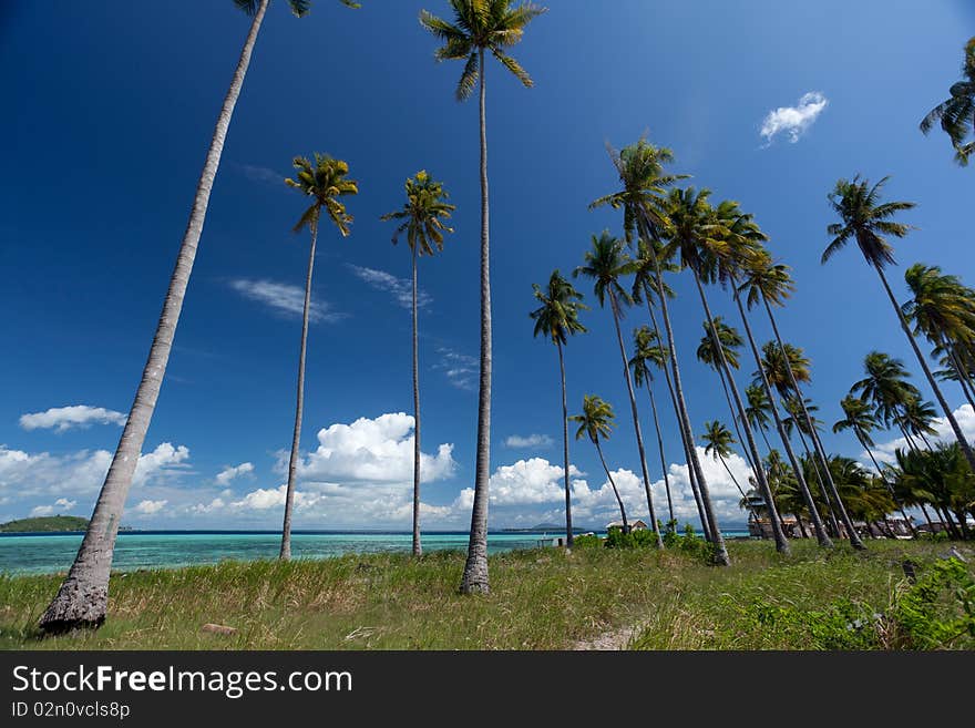 Beautiful beach and coconut trees