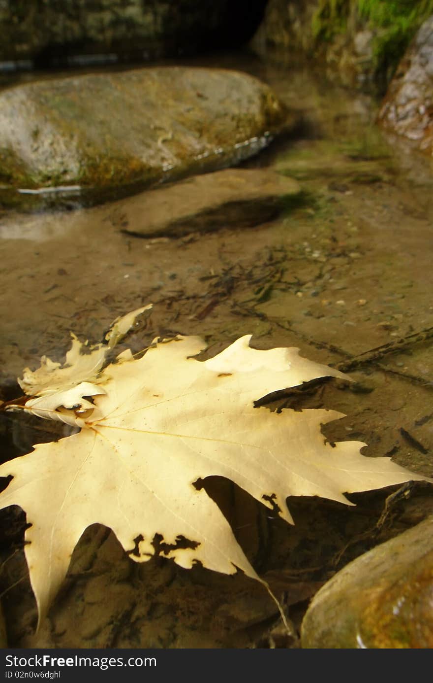 Autumn leaf on a water