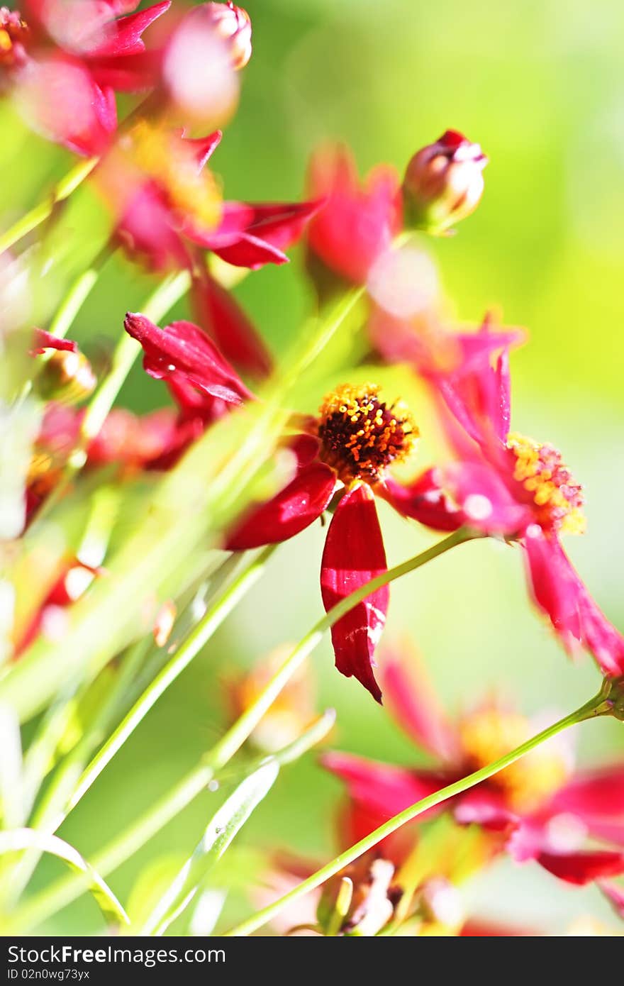 Red kosmidium on a green background