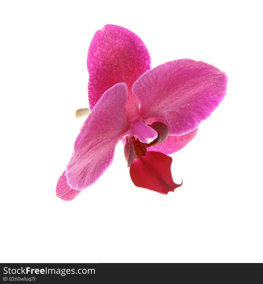 Purple Orchid