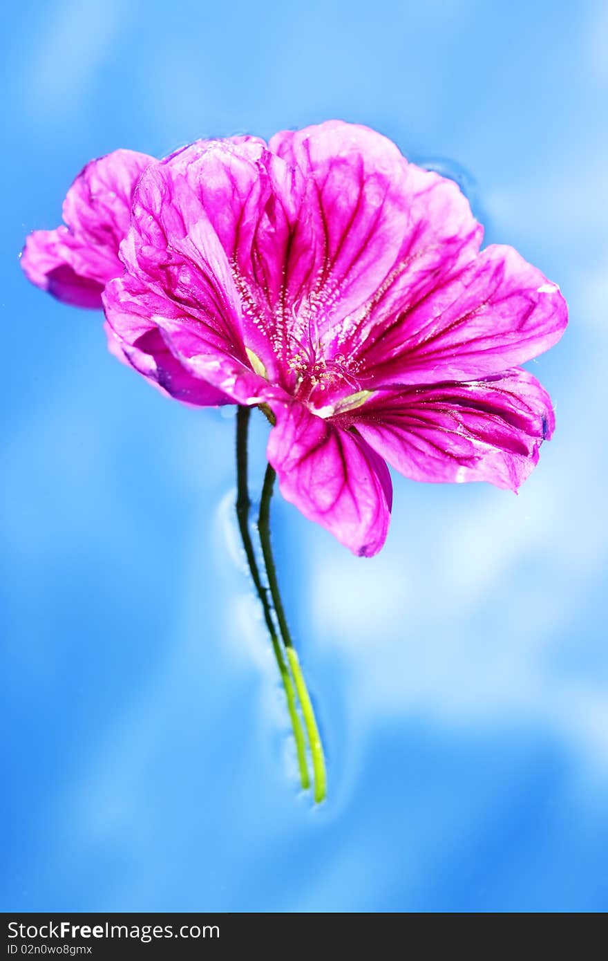 Mallow on a blue background