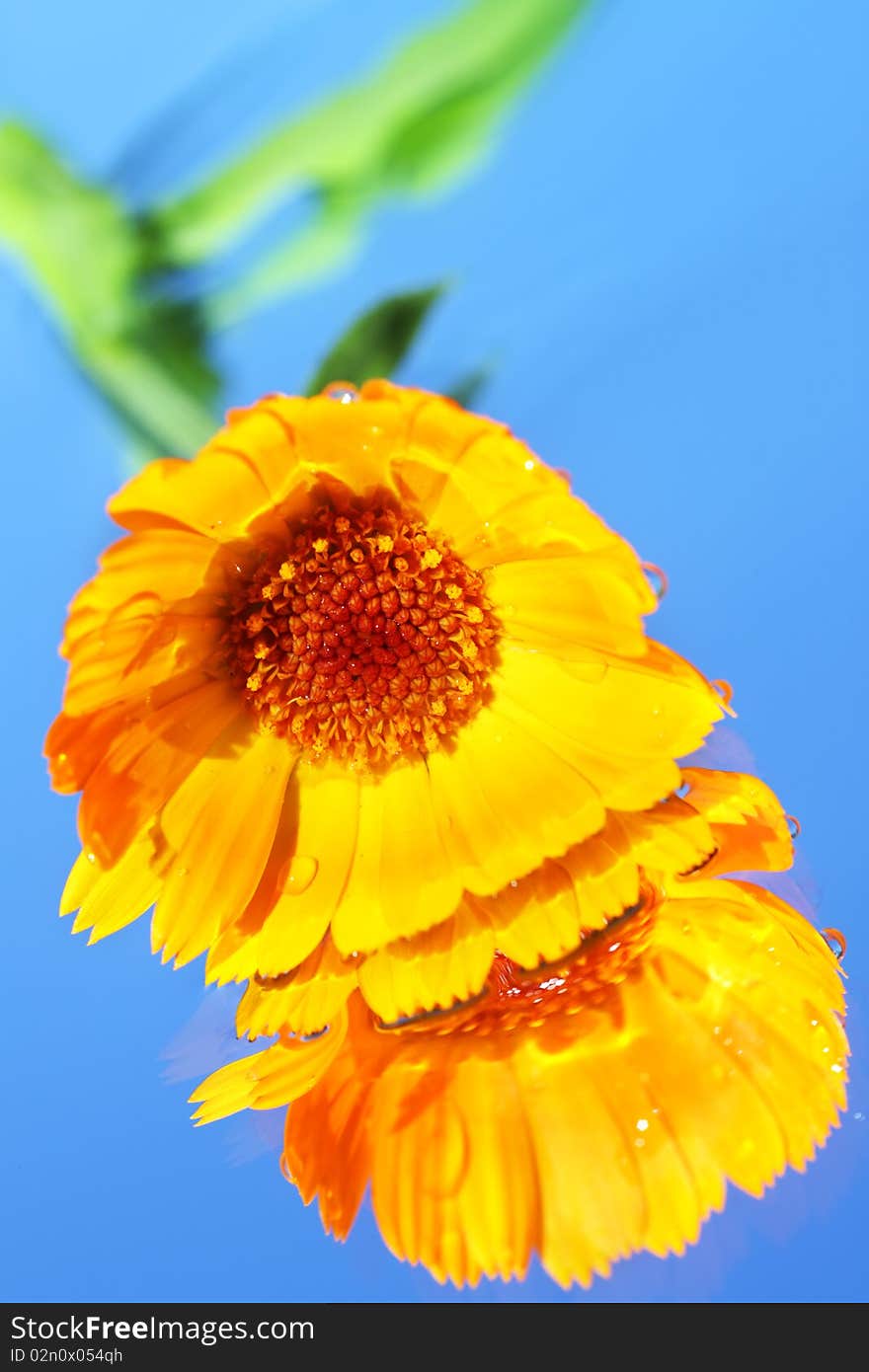 Calendula on a blue background