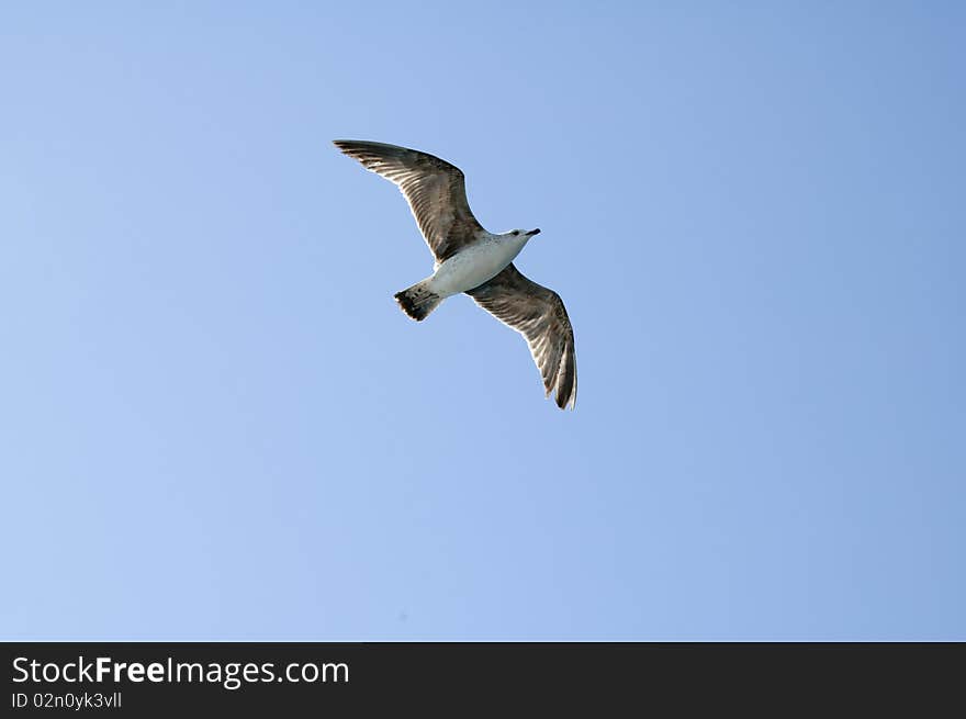 Flying Seagull photo for a background object