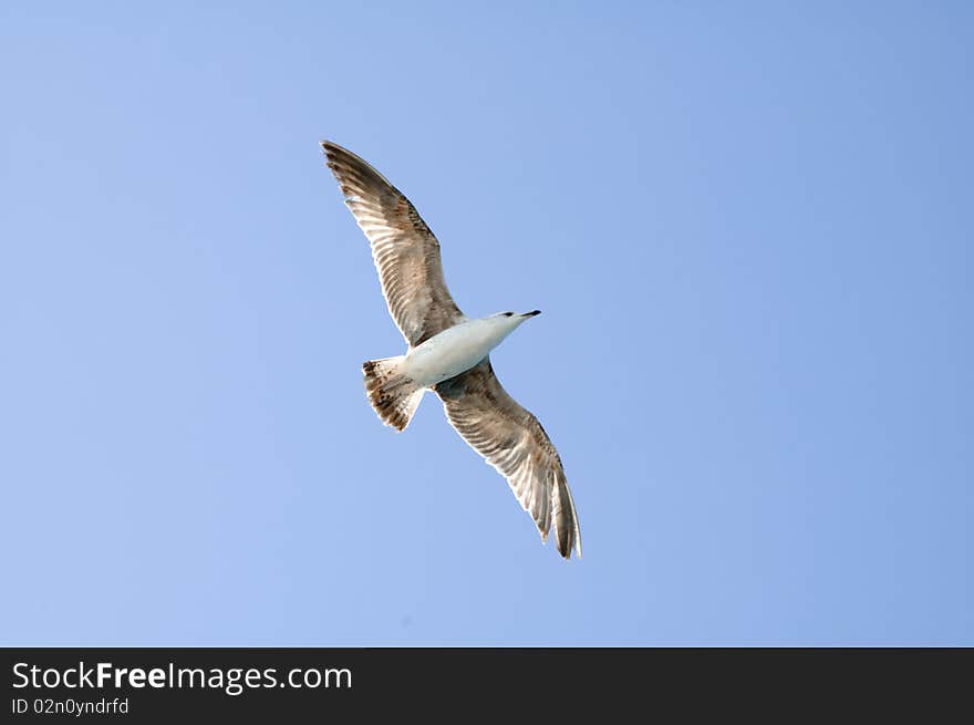 A flying seagull for a background object