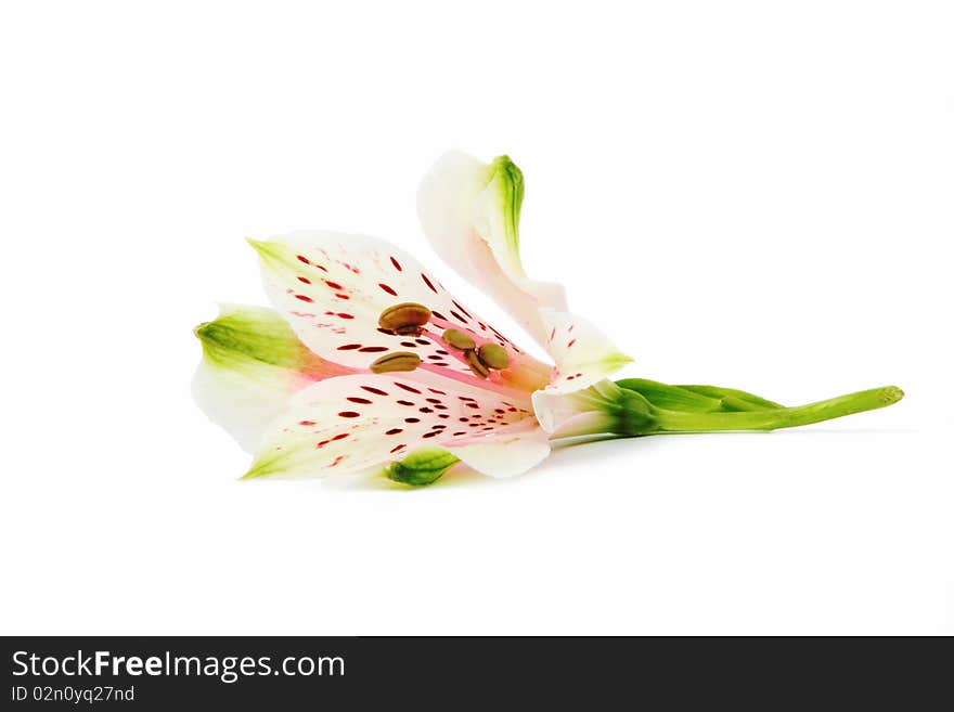 Flower Arrangement on a white background