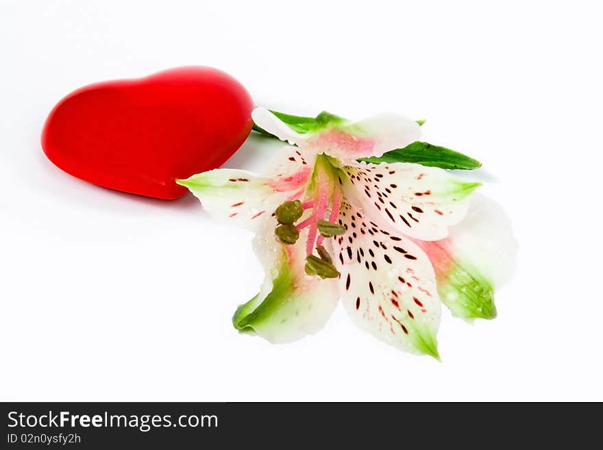 Flower Arrangement on a white background