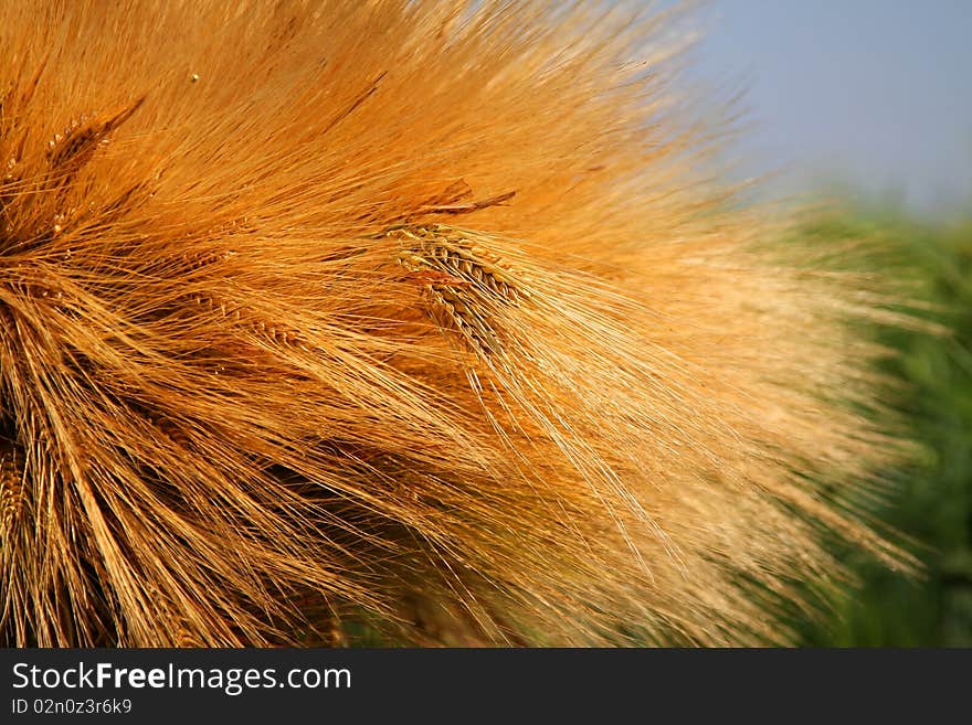 Barley Grain Culture