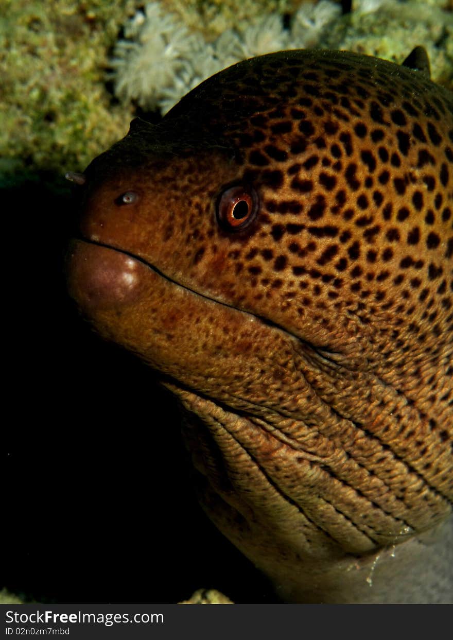 Giant moray