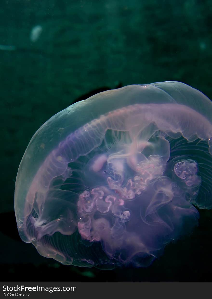 Moon jelly fish